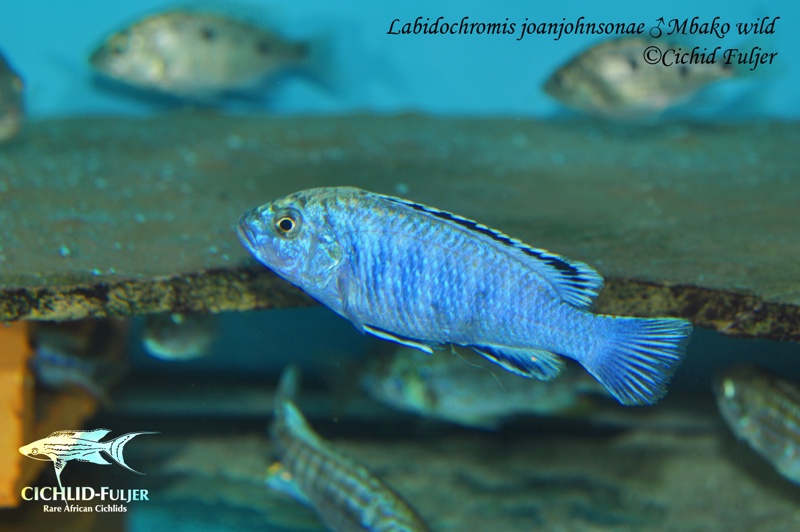 Labidochromis joanjohnsonae 'Mbako Bay'